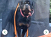 Kc registered very chunky solid pups