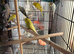 Very Healthy budgies 3-4 months old