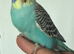 Young budgies