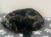 Miniature dachshund puppy