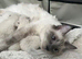 Bluepoint ragdoll kittens