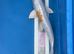 Doitsu hariwake koi 47cm