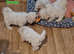 Bichon Frise Only One Left Champion Bloodline
