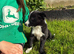 Beautiful Border Collie Puppies