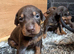 Doberman puppy’s