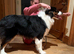 1 year old KC registered showline Australian shepherd