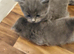 British short hair kittens