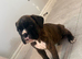 3 KC BOXER PUPS LEFT