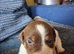 Stunning Jack Russell's ,Hastings