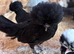Polish Bantams for sale