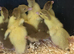Muscovy Ducklings