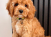 One Adorable miniature F1 red Cavapoo male
