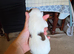 Jack Russel Puppies