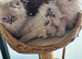 Registered Siberian kittens