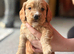 Cocker Spaniel Puppies