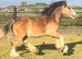 "Traditional " Dun Gelding Cob/Heavy Horse