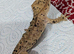 Super dal crested gecko