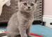 British shorthair kittens