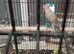 Boukes parrakeet wanted (male)