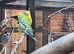 Breeding pair