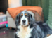 Gorgeous 3 year old Bernese female