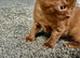 Cinnamon-colored Siamese