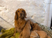 Gorgeous Cocker Spaniel puppy