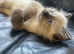 Chocolate minx ragdoll