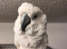 Beautiful friendly, Tame Cockatoo