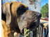 Great Dane for stud
