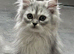 Beautiful pedigree Persian kittens