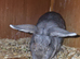 Newborns and dwarf lop rabbits