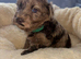 Beautiful F1 Cavapoo Puppies Health Tested Parents