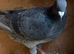 Rare Slaty coloured check racing racer pigeon RPRA ring