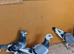 Racing pigeons