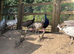 Mixture of different coloured peafowl