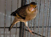 Unsex Goldfinch mules