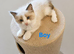 Ragdoll Bicollor kittens