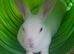Pure bred mini rex