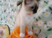 Active kittens of Champion Status dad