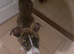 American bulldog x staff