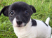 Miniature Jack Russell’s
