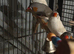 Two proven pairs of zebra finches no cage