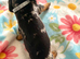 Silver dapple miniature male left