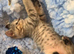 BSH Pedigree Silver Cross bundles of love
