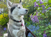Siberian Husky available for stud only