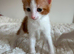 Adorable mixed breed kittens