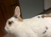 Female Netherland dwarf + mini lop