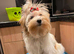 ️ Beautiful Yorkshire Terrier Biewer ️