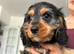 1black and tan male puppy